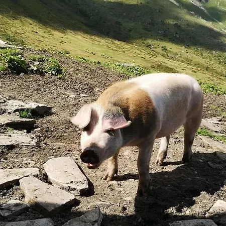 Manuela 9 Раурис